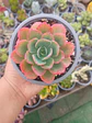 Echeveria Raindrops  - Miniatura 1