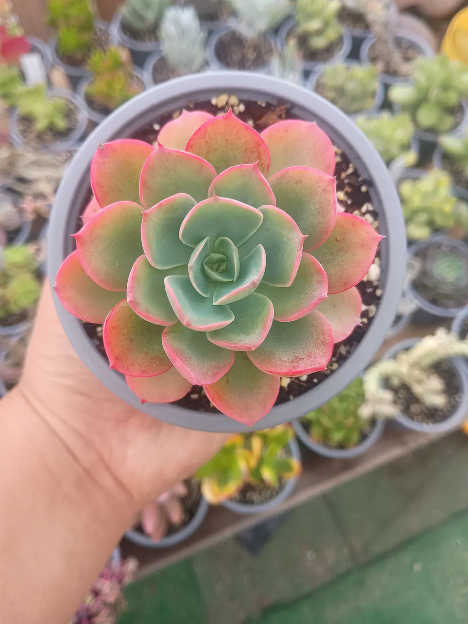 Echeveria Raindrops  1