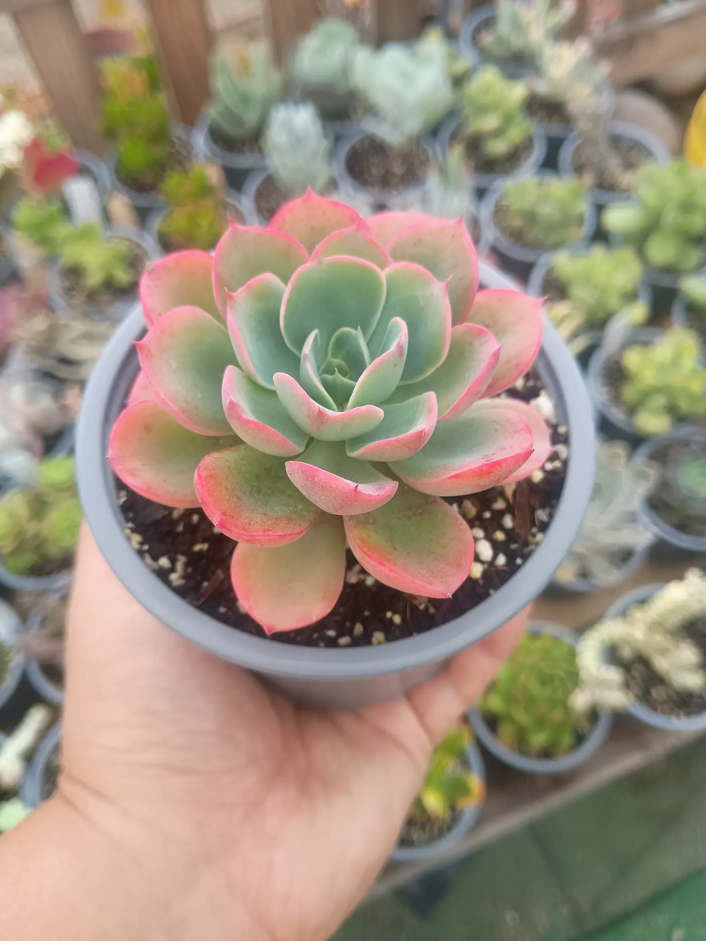 Echeveria Raindrops  2