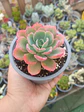 Echeveria Raindrops  - Miniatura 2