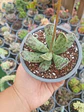 Adromischus cooperi - Miniatura 2