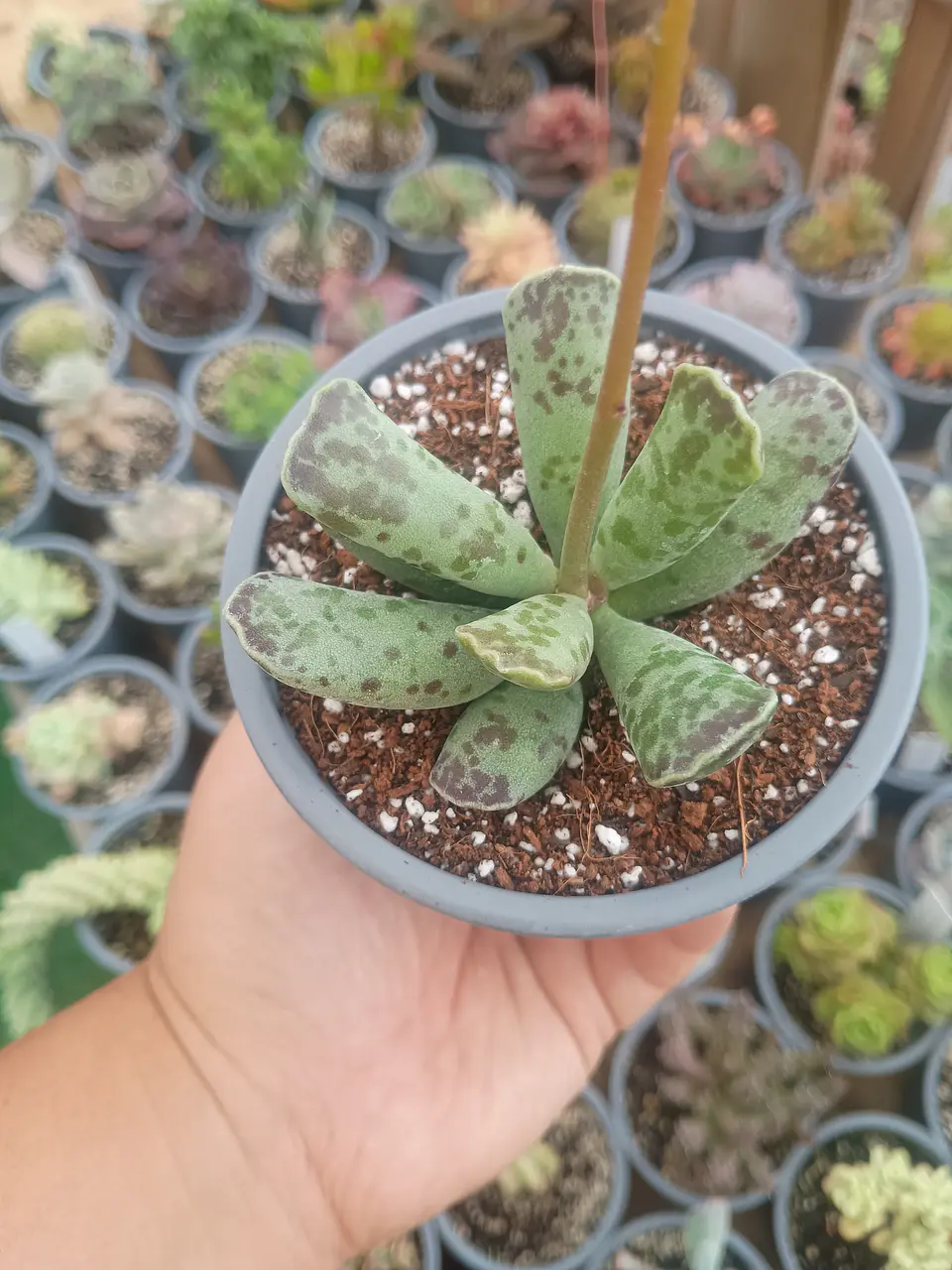 Adromischus cooperi 2