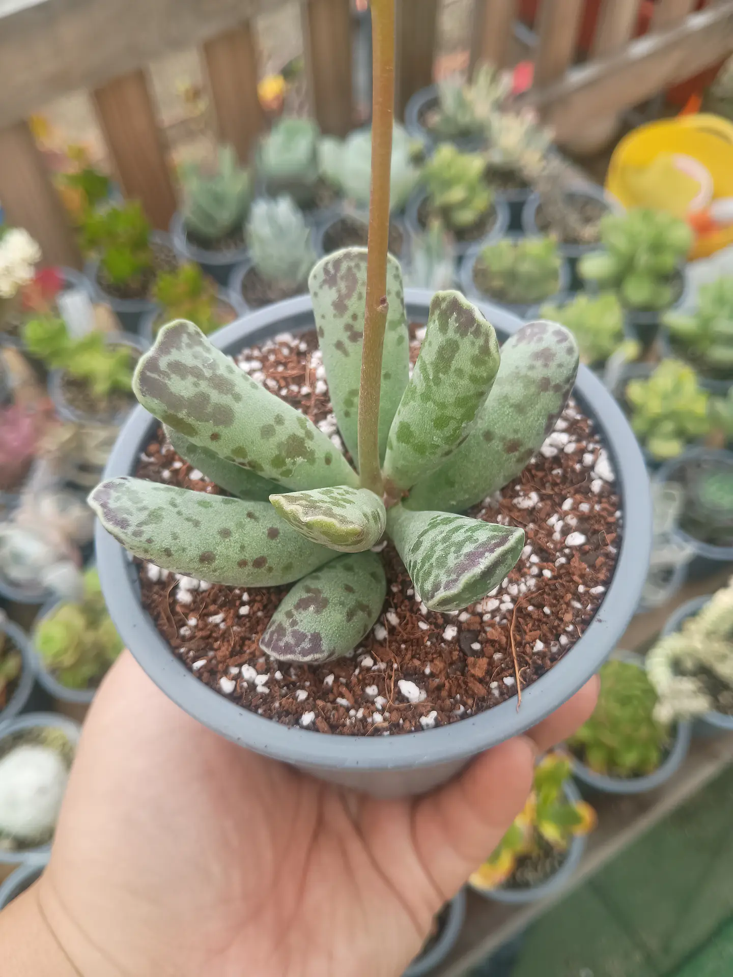 Adromischus cooperi 1