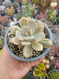 Graptophytum supreme variegado  - Miniatura 1