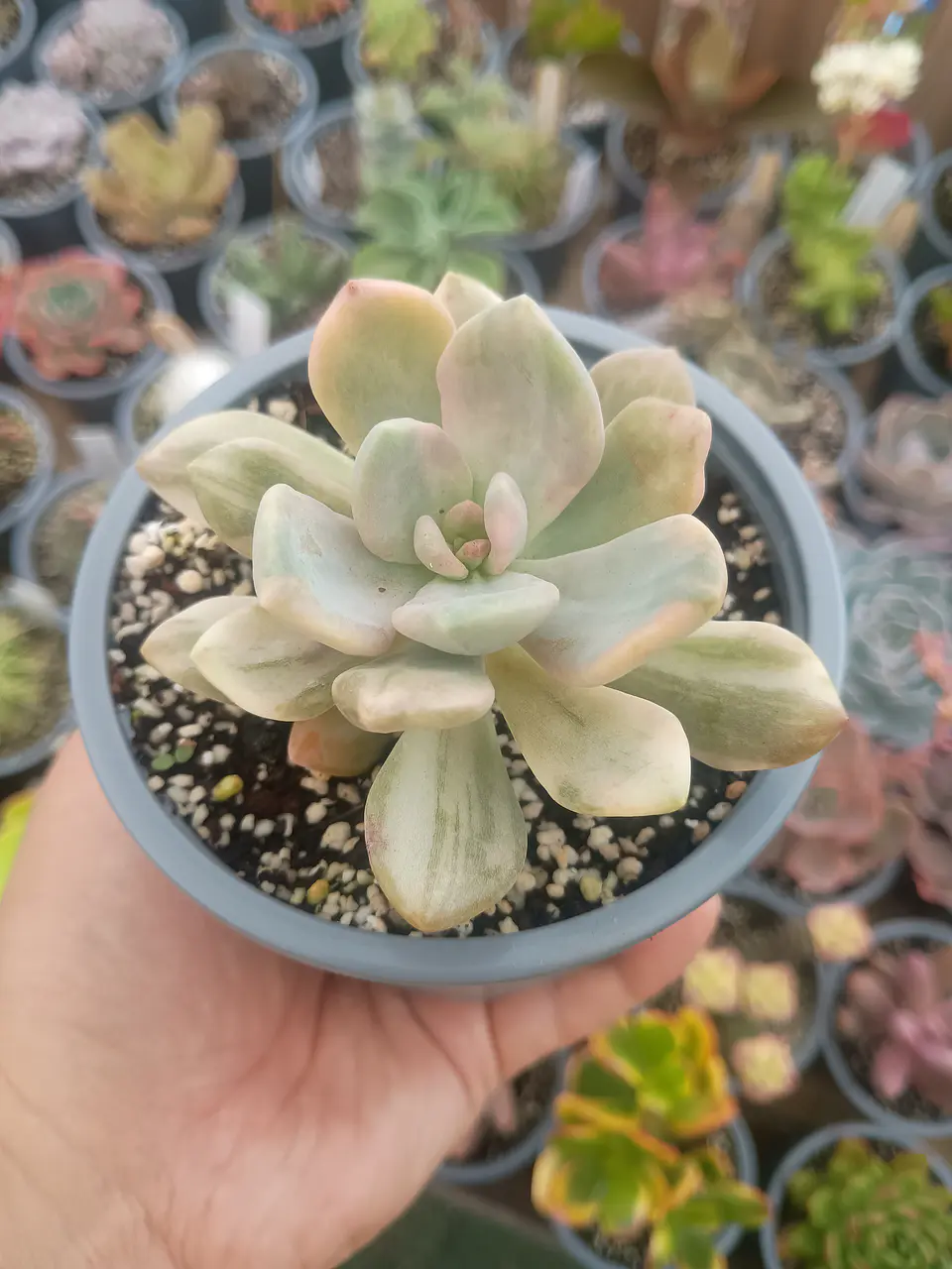 Graptophytum supreme variegado  1