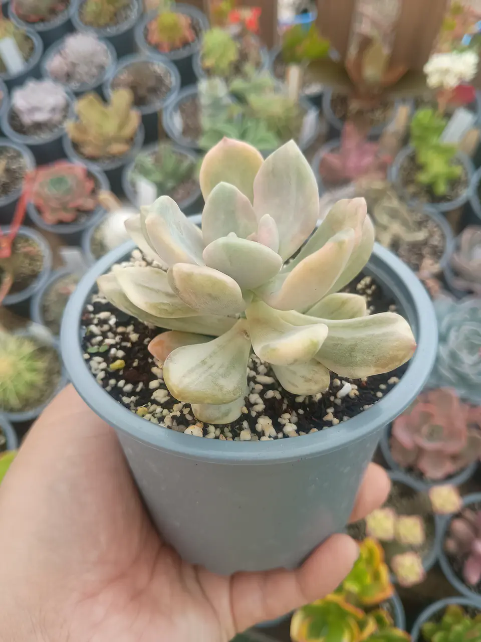 Graptophytum supreme variegado  2