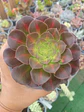 Aeonium Kilimanjaro - Miniatura 1