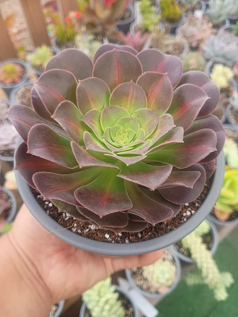 Aeonium Kilimanjaro