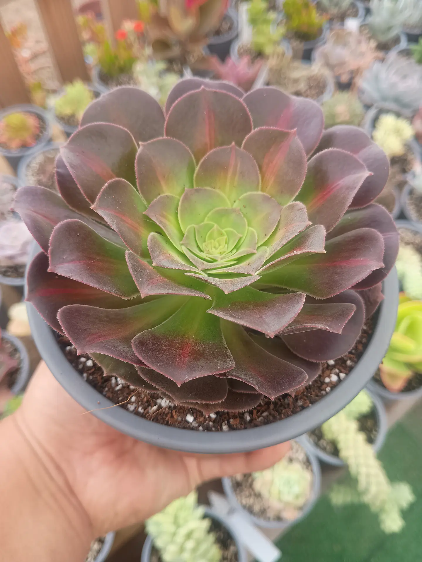 Aeonium Kilimanjaro 2
