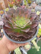 Aeonium Kilimanjaro - Miniatura 2