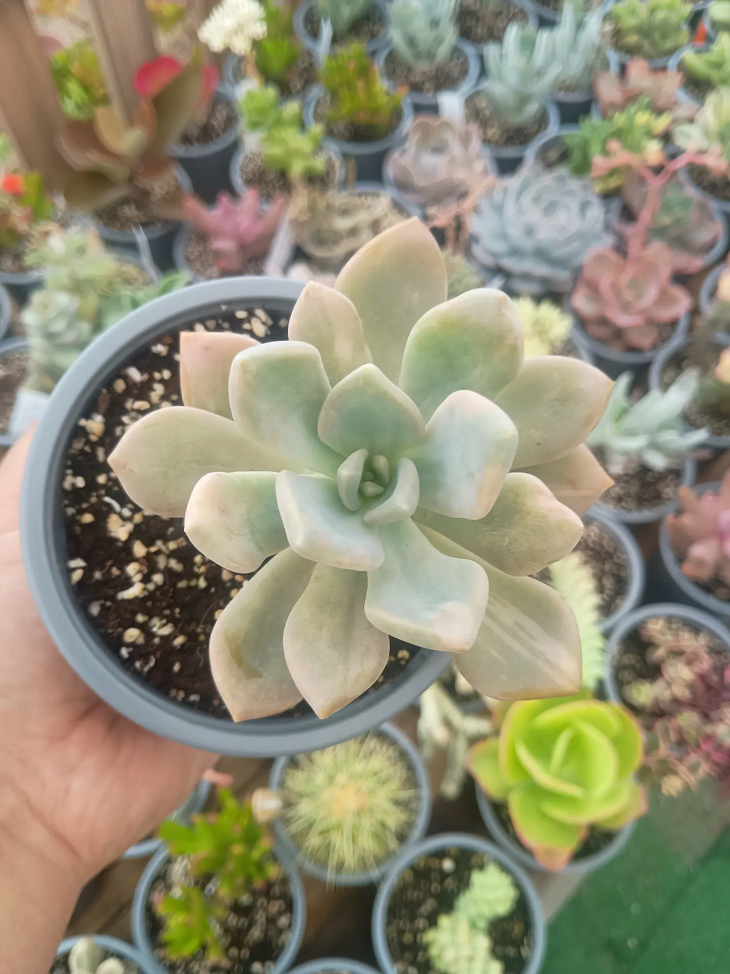 Graptophytum supreme variegado  1