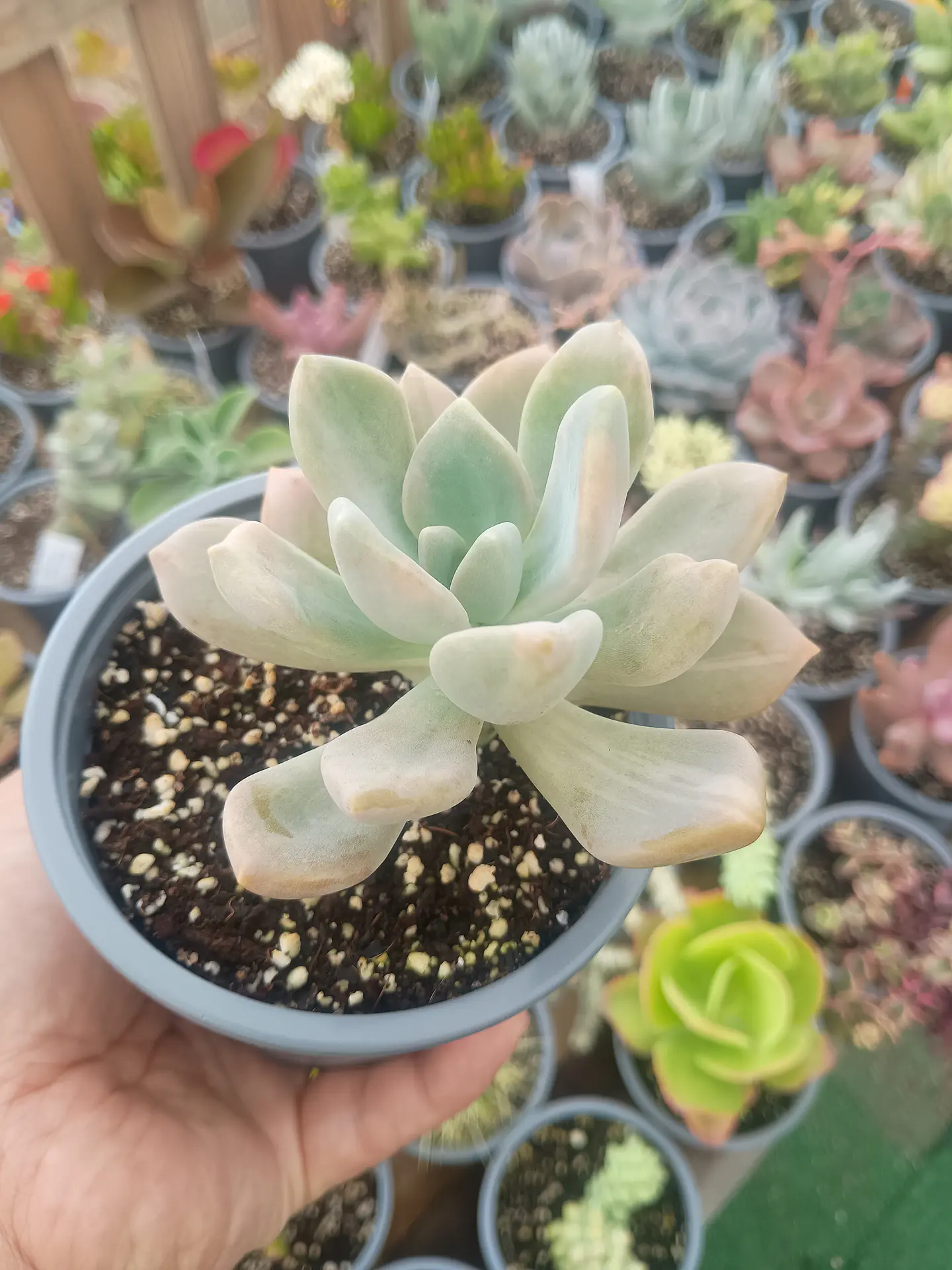 Graptophytum supreme variegado  2