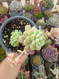 Sedum Clavatum - Miniatura 1