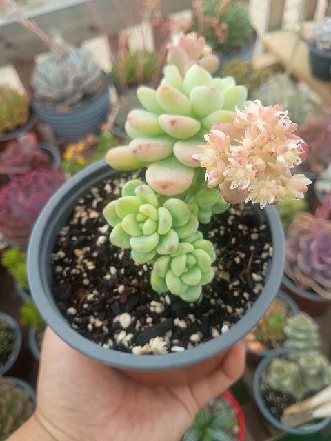 Sedum Clavatum