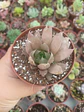 Haworthia ssp - Miniatura 1