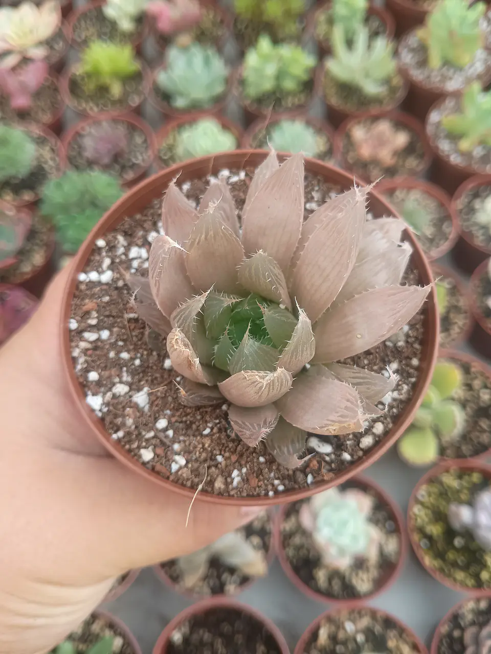 Haworthia ssp 1