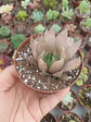 Haworthia ssp - Miniatura 2
