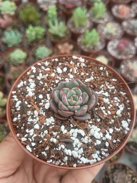Echeveria sitifukumiana s