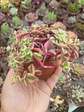 Crassula Pellucida  - Miniatura 2