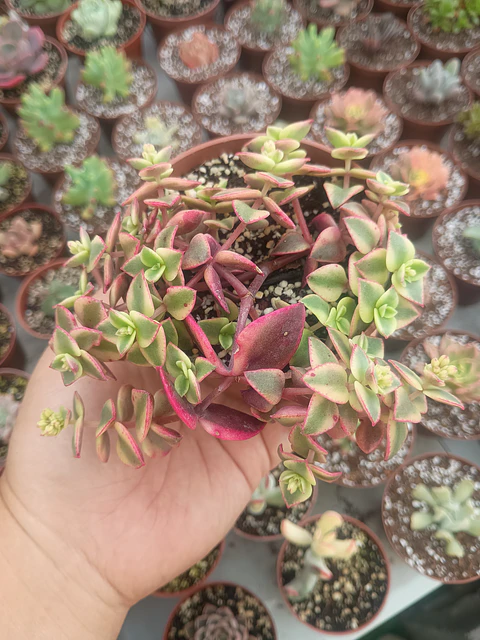 Crassula Pellucida 