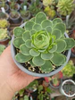 Greenovia - Miniatura 1