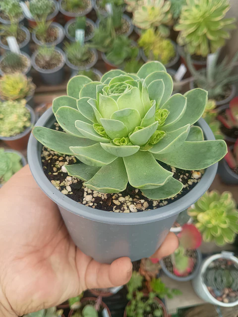 Greenovia