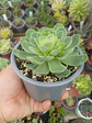 Greenovia - Miniatura 2