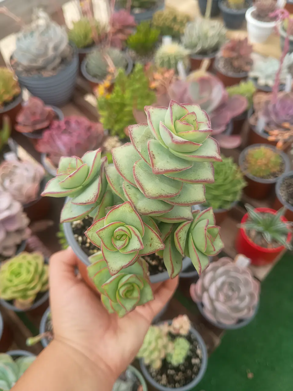 Crassula perforata giant form  2