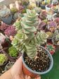 Crassula perforata giant form  - Miniatura 1