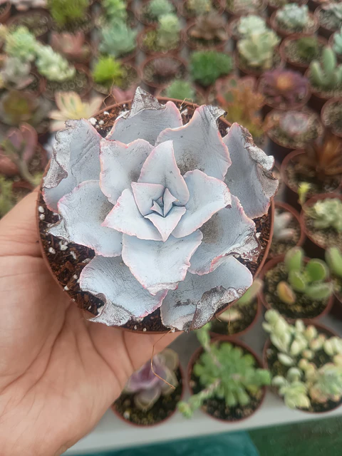 Echeveria Cante 
