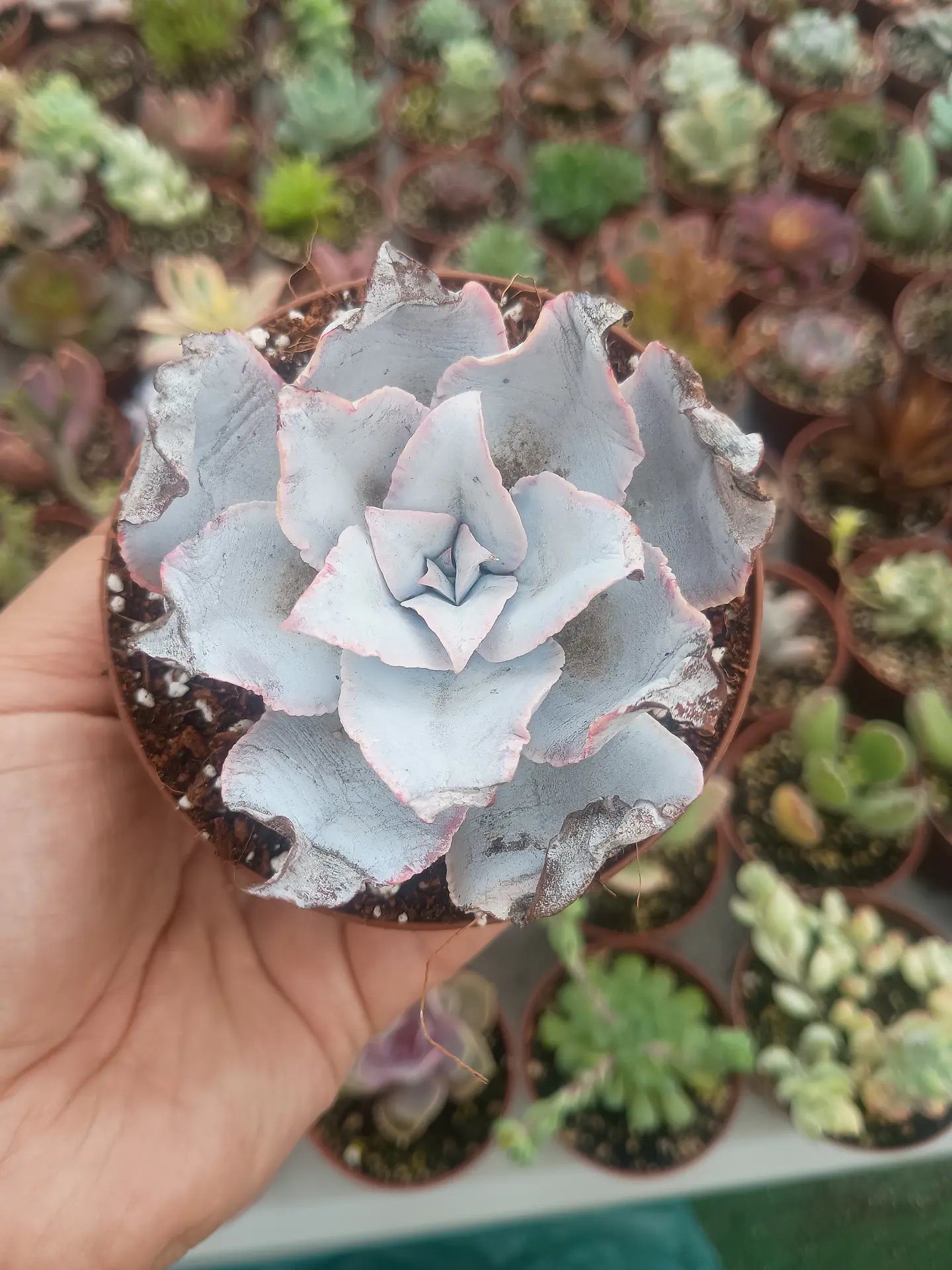 Echeveria Cante  1