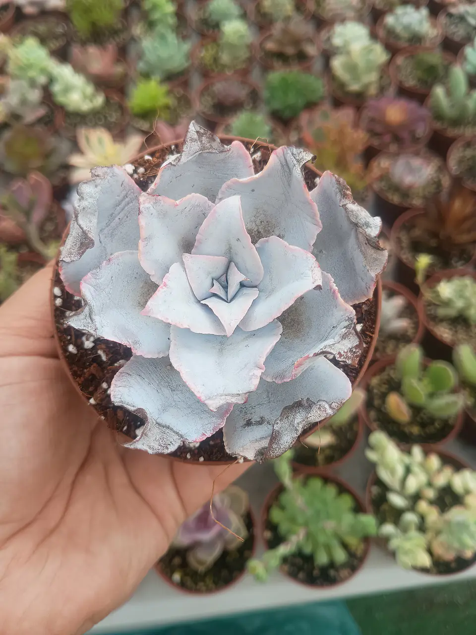 Echeveria Cante  1