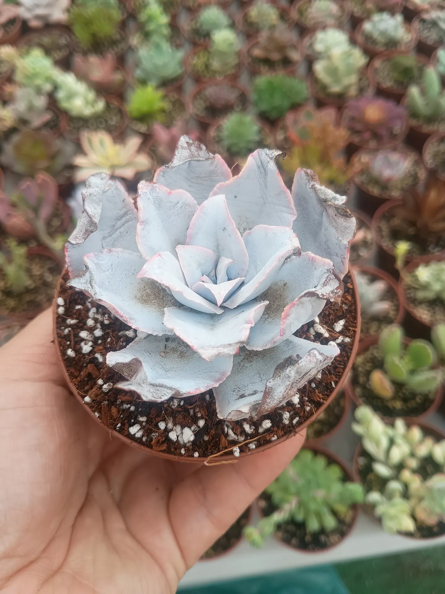 Echeveria Cante  2