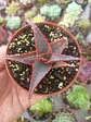 Aloe Fragilis - Miniatura 1