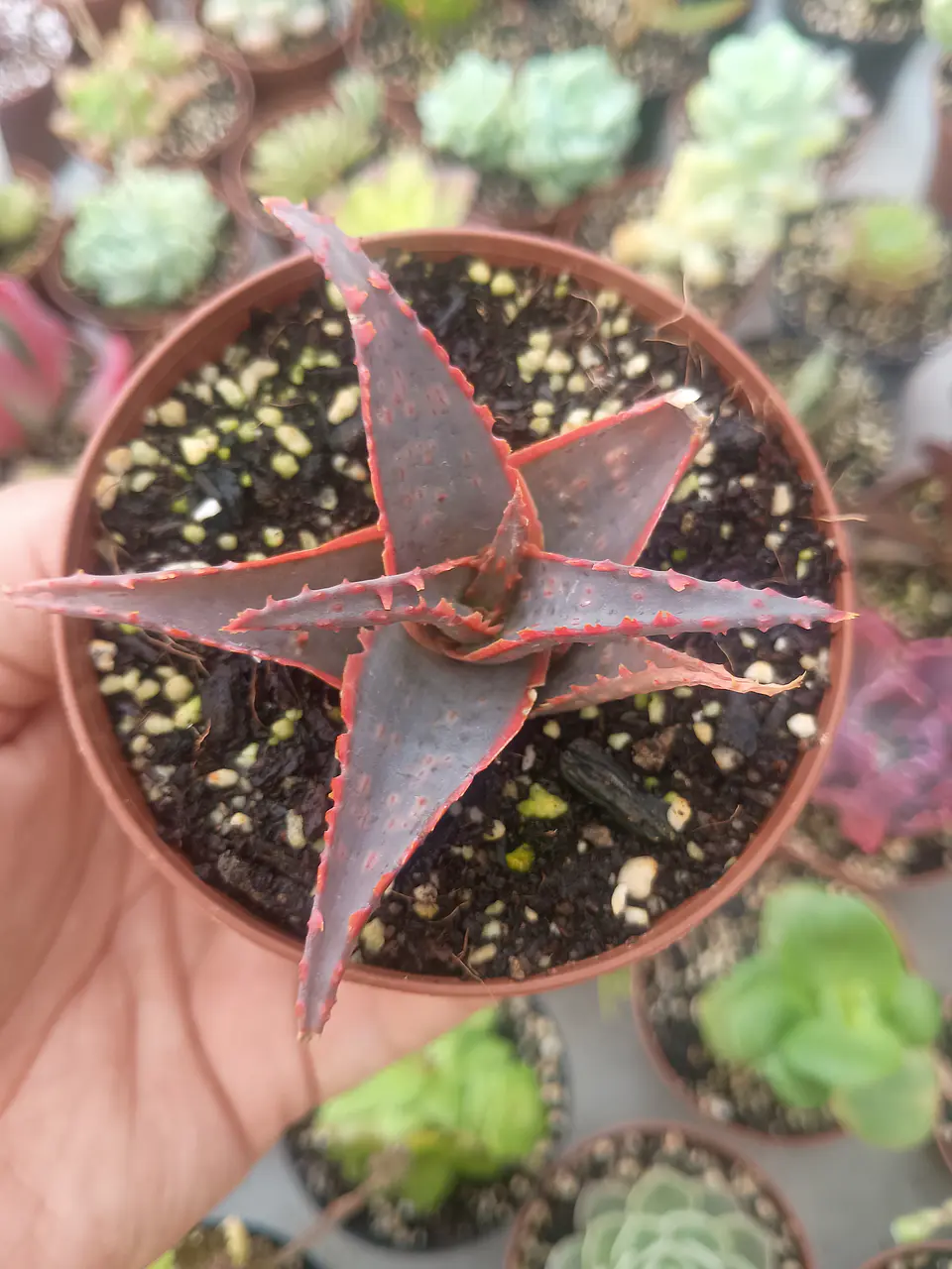 Aloe Fragilis 1
