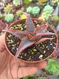 Aloe Fragilis - Miniatura 2