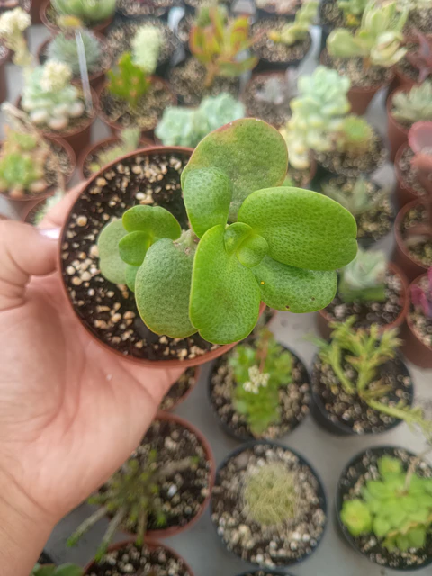 Crassula multivava