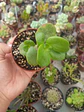 Crassula multivava - Miniatura 1