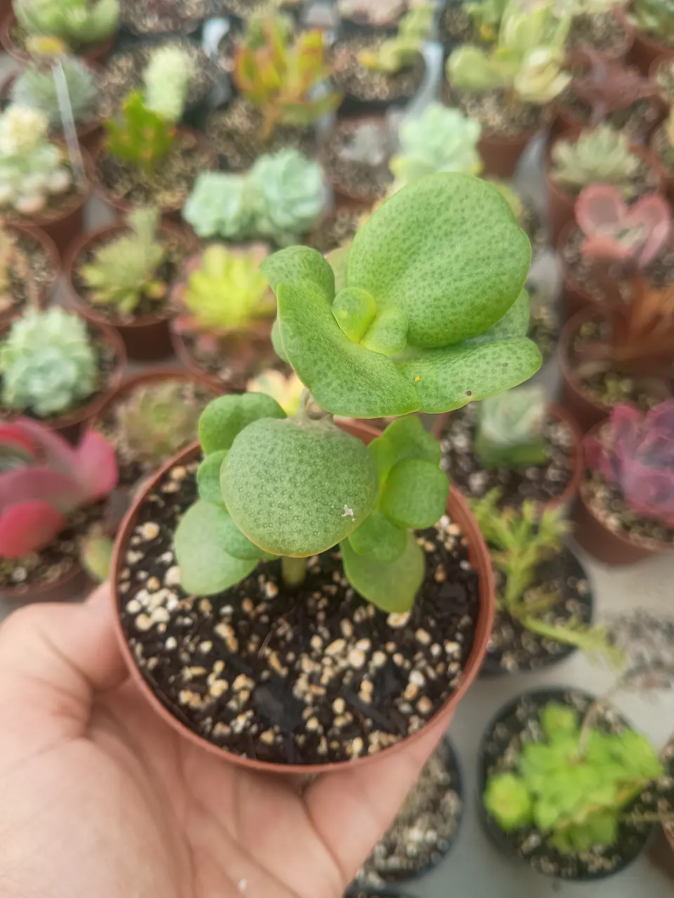 Crassula multivava 2
