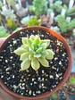 Sedeveria Markus variegada gold - Miniatura 2