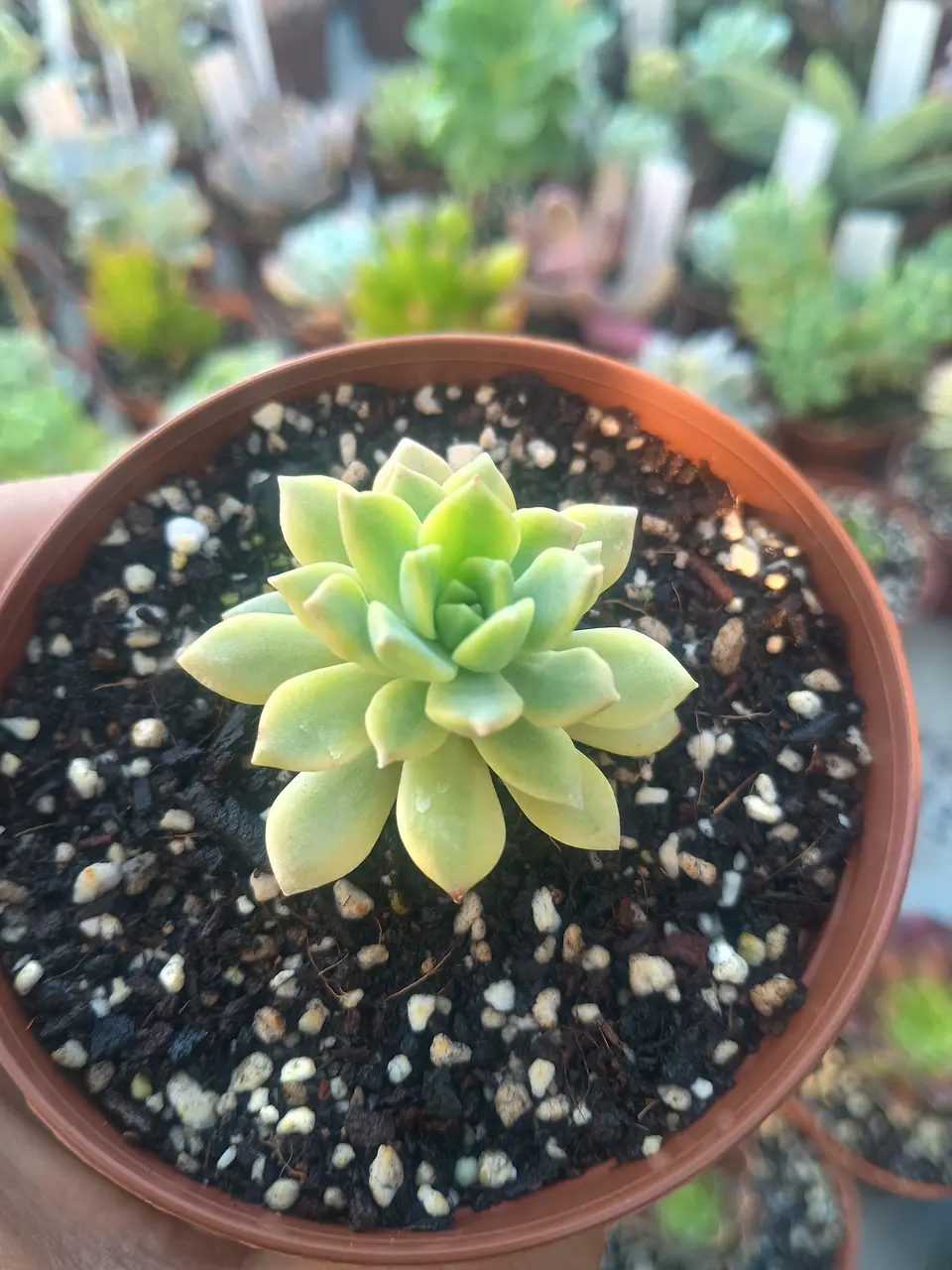 Sedeveria Markus variegada gold 2
