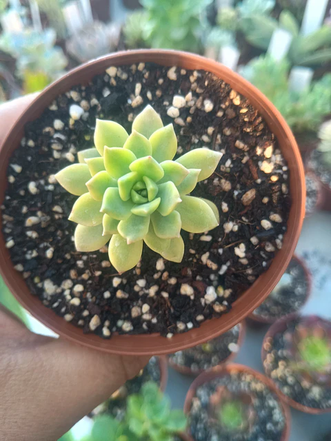 Sedeveria Markus variegada gold