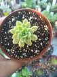 Sedeveria Markus variegada gold - Miniatura 1