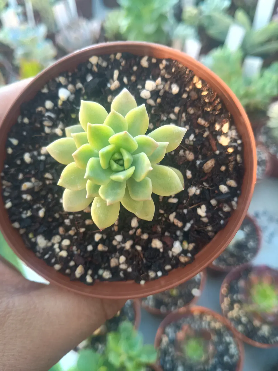 Sedeveria Markus variegada gold 1