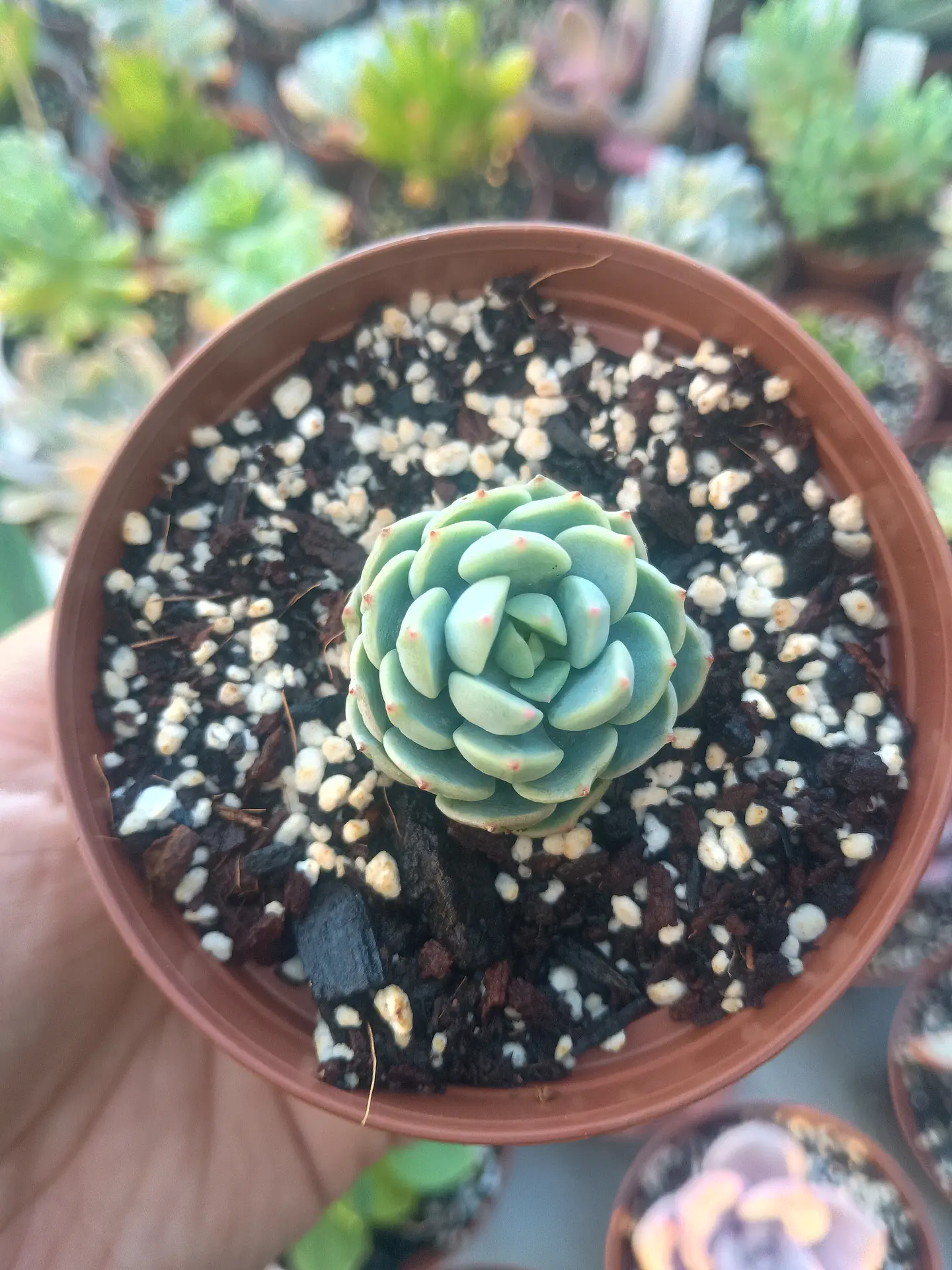 Sedeveria spring Jade 1