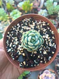 Sedeveria spring Jade - Miniatura 1