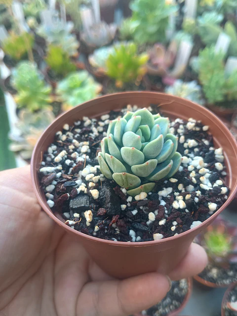 Sedeveria spring Jade