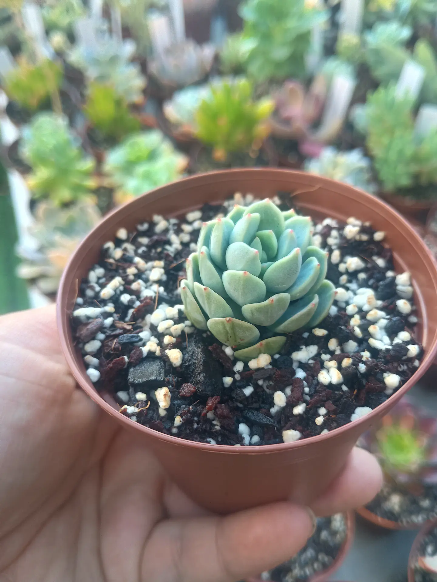 Sedeveria spring Jade 2