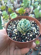 Sedeveria spring Jade - Miniatura 2