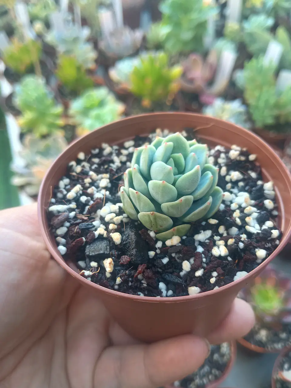 Sedeveria spring Jade 2